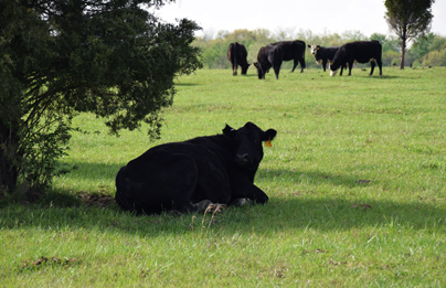 healthy beef grazing on grass